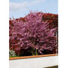 CERCIS siliquastrum (Arbre de Judée)