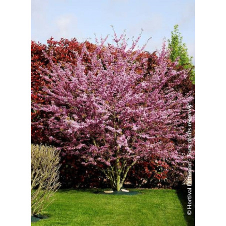 CERCIS siliquastrum (Arbre de Judée)