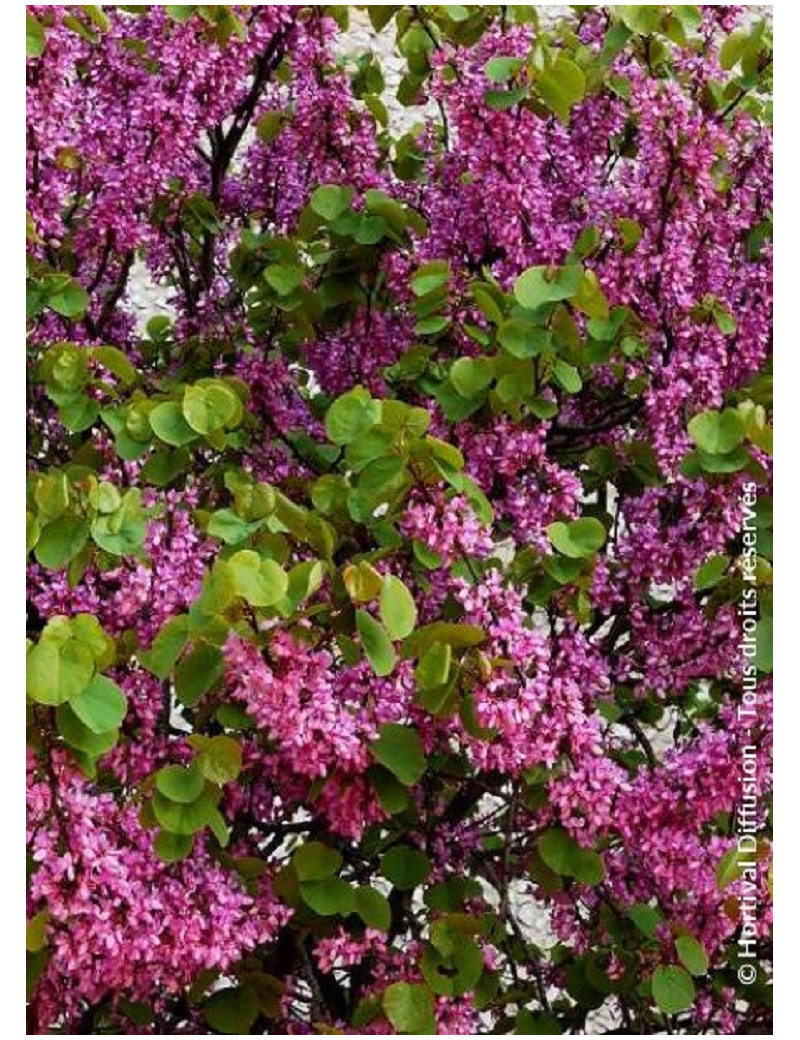 CERCIS siliquastrum (Arbre de Judée)