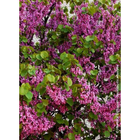 CERCIS siliquastrum (Arbre de Judée)