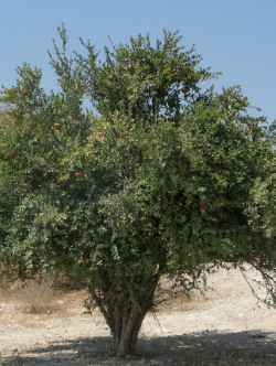 GRENADIER à fruits MOLLAR DE ELCHE