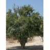 GRENADIER à fruits MOLLAR DE ELCHE (Punica granatum)