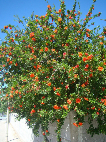 Mollar Rasmi GRENADIER à fruits MOLLAR DE ELCHE (Punica granatum)