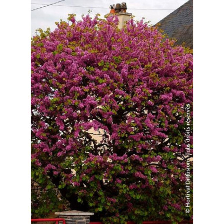 CERCIS siliquastrum (Arbre de Judée)