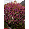 CERCIS siliquastrum (Arbre de Judée)