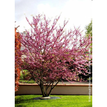 CERCIS siliquastrum (Arbre de Judée)