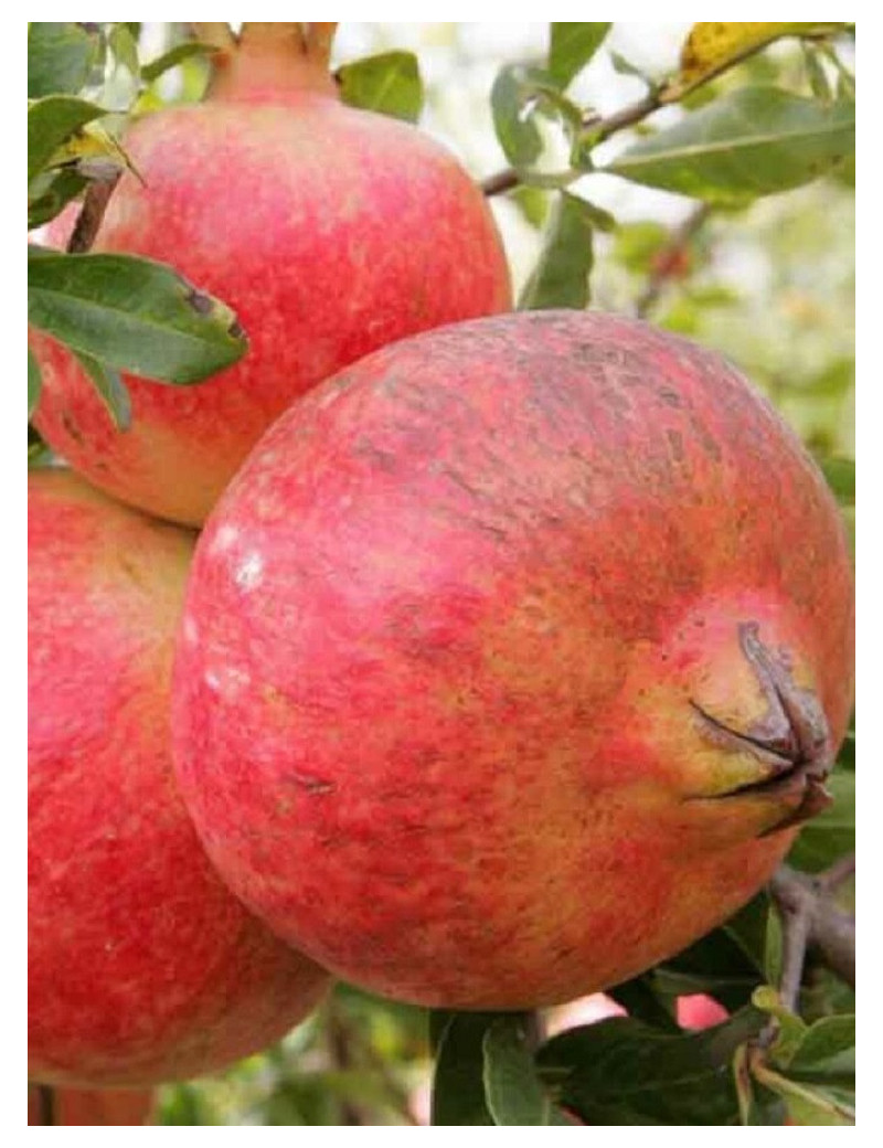 GRENADIER à fruits MOLLAR DE ELCHE (Punica granatum)