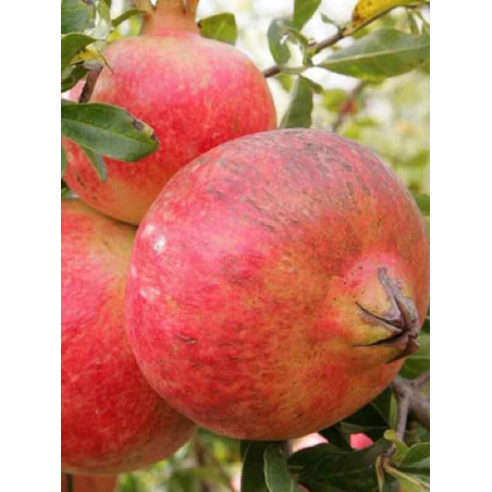 GRENADIER à fruits MOLLAR DE ELCHE (Punica granatum)