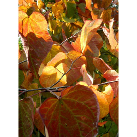 CERCIS siliquastrum (Arbre de Judée)
