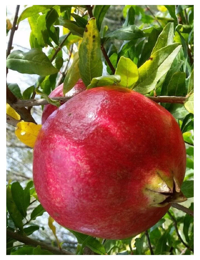 GRENADIER à fruits WONDERFUL (Punica granatum)