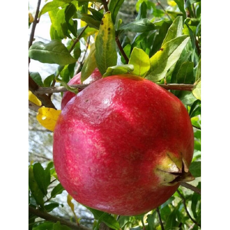 GRENADIER à fruits WONDERFUL (Punica granatum)