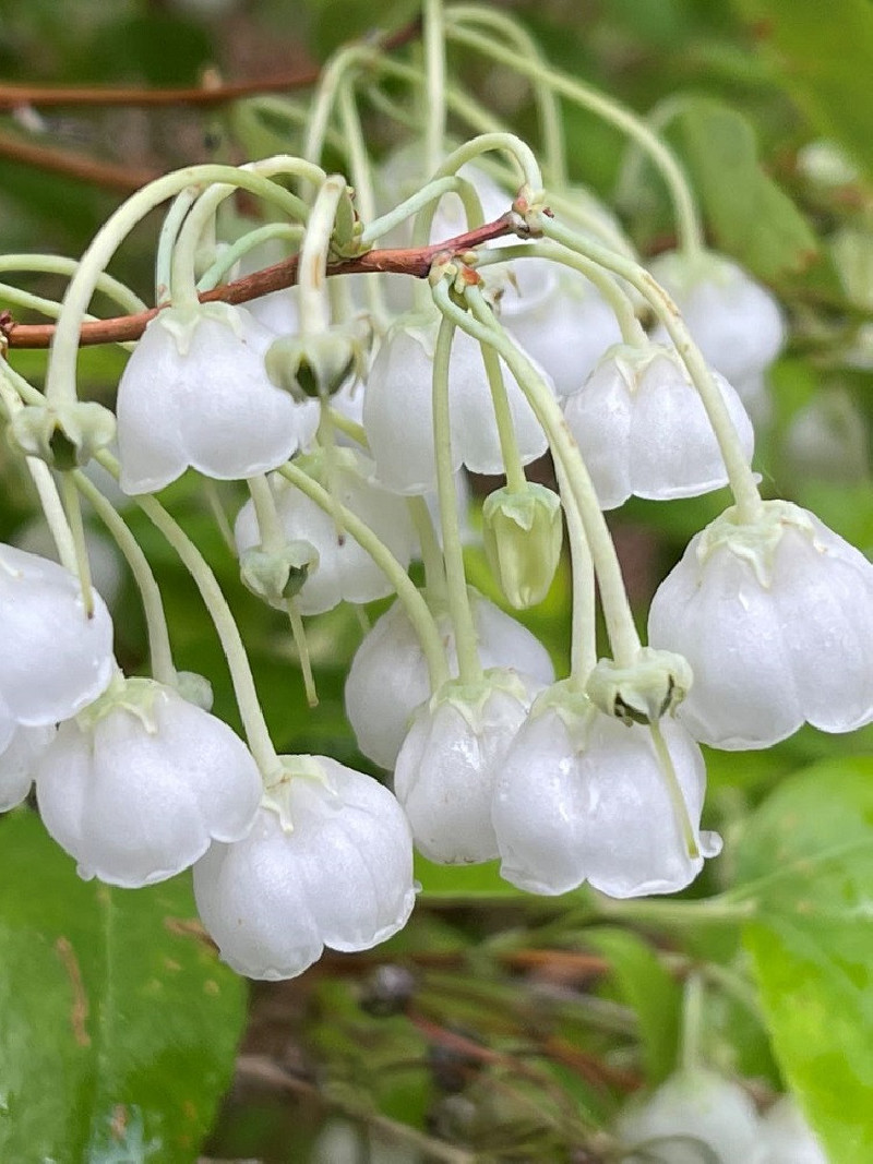 ZENOBIA pulverulenta BLUE SKY