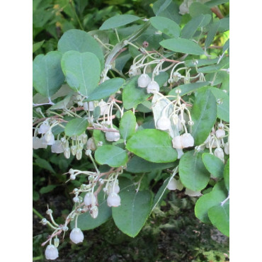 ZENOBIA pulverulenta BLUE SKY (Muguet en arbre)