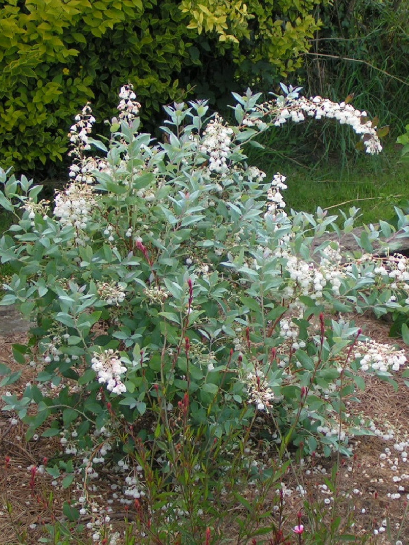 ZENOBIA pulverulenta BLUE SKY (Muguet en arbre)