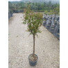 PUNICA granatum CALIFORNIA SUNSET (Grenadier à fleurs) En pot de 10-12 litres forme tige hauteur du tronc 090-110 cm