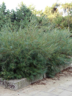 SALIX rosmarinifolia