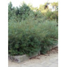 SALIX rosmarinifolia