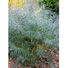 SALIX rosmarinifolia