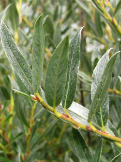 SALIX rosmarinifolia