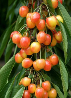 CERISIER bigarreau CŒUR DE PIGEON