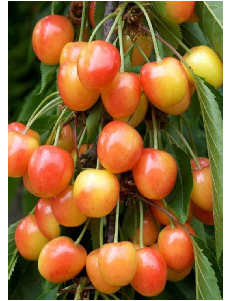 CERISIER bigarreau CŒUR DE PIGEON (PRUNUS avium)