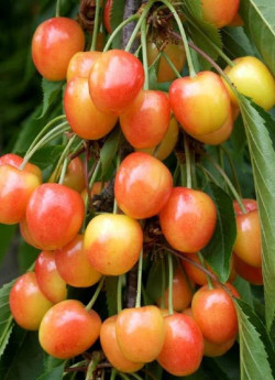 CERISIER bigarreau CŒUR DE PIGEON