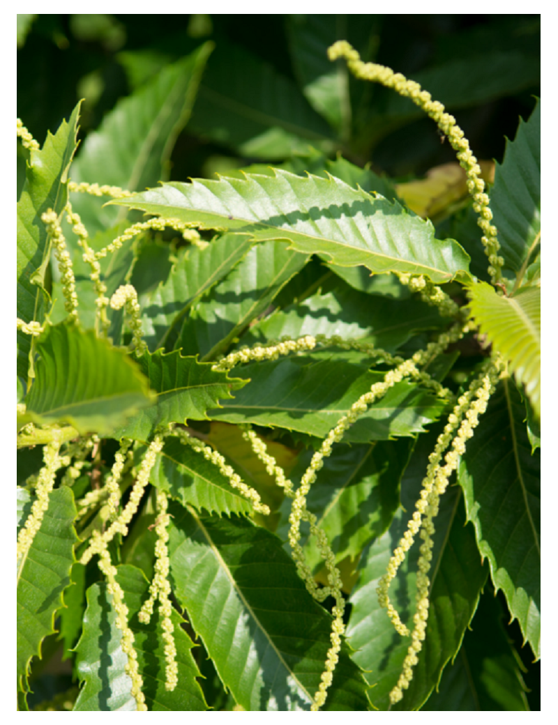 CHÂTAIGNIER MARRON DE SOUILLAC (CASTANEA sativa)