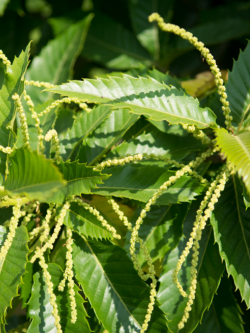 CHÂTAIGNIER MARRON DE SOUILLAC