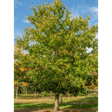 CHÂTAIGNIER MARRON DE SOUILLAC (CASTANEA sativa)