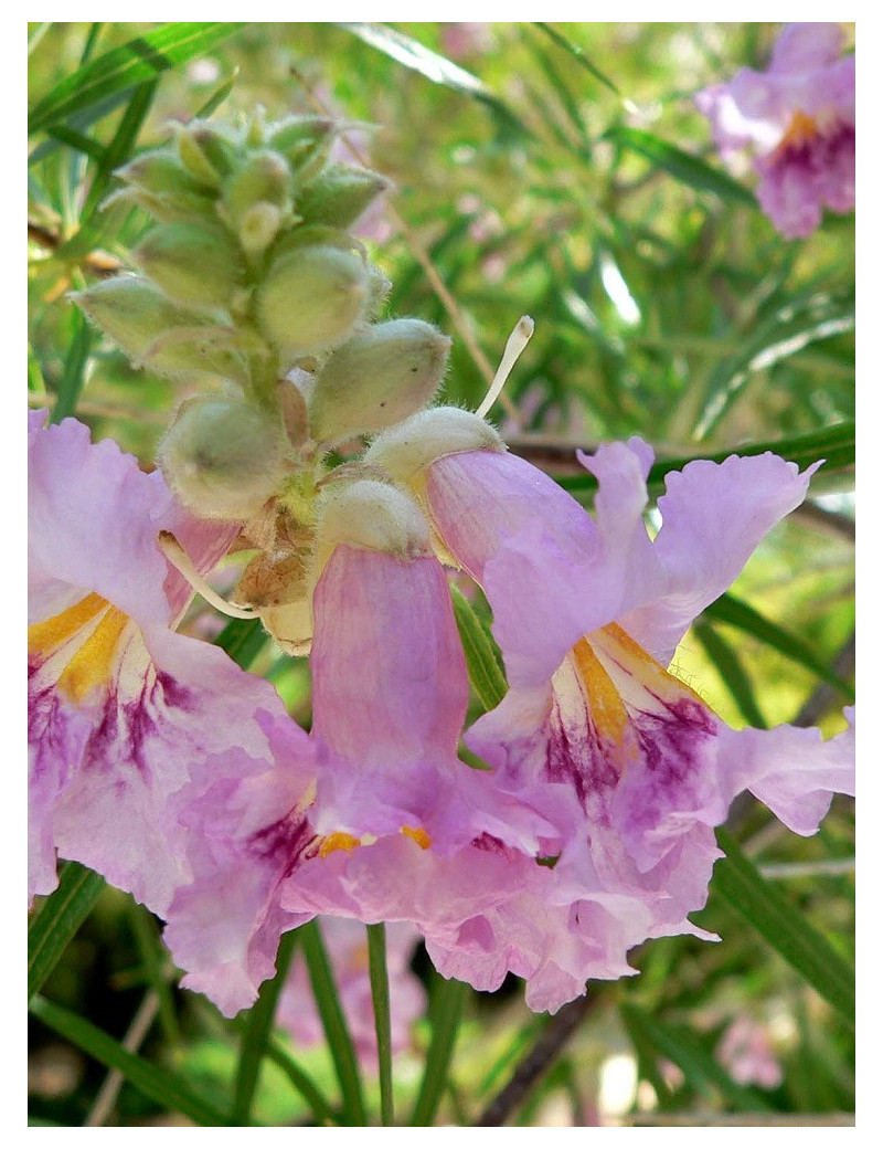 CHILOPSIS linearis (Saule du désert)