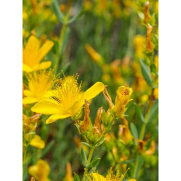 HYPERICUM inodorum ELSTEAD (Millepertuis arbustif Elstead)