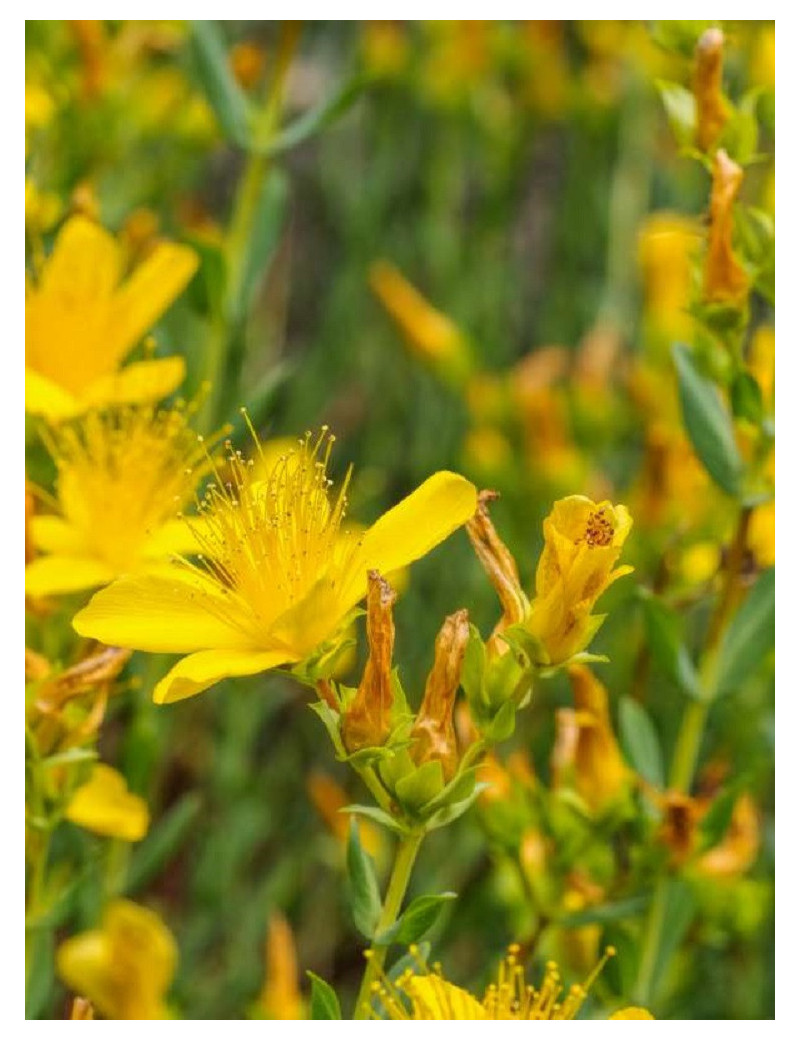 HYPERICUM inodorum ELSTEAD (Millepertuis arbustif Elstead)