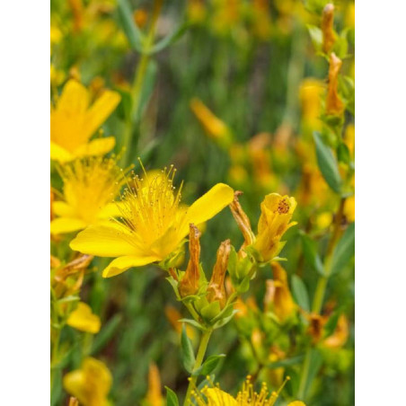 HYPERICUM inodorum ELSTEAD (Millepertuis arbustif Elstead)