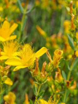 HYPERICUM inodorum ELSTEAD