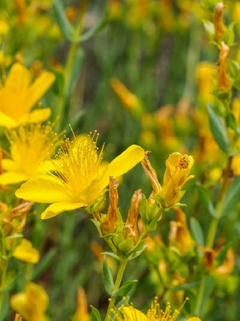 HYPERICUM inodorum ELSTEAD