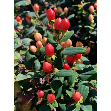 HYPERICUM inodorum ELSTEAD (Millepertuis arbustif Elstead)