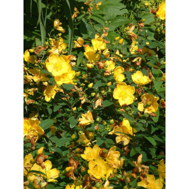 HYPERICUM hidcoteense HIDCOTE (Millepertuis arbustif)