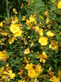 HYPERICUM hidcoteense HIDCOTE
