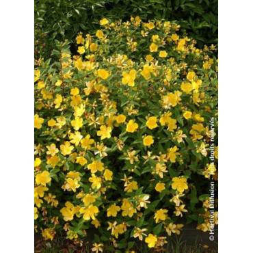 HYPERICUM hidcoteense HIDCOTE (Millepertuis arbustif)