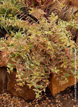 HYPERICUM moserianum TRICOLOR