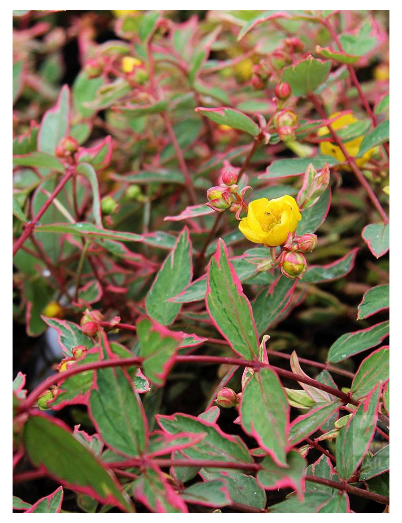 HYPERICUM moserianum TRICOLOR (Millepertuis arbustif)