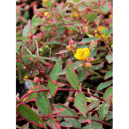 HYPERICUM moserianum TRICOLOR (Millepertuis arbustif)