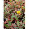 HYPERICUM moserianum TRICOLOR (Millepertuis arbustif)