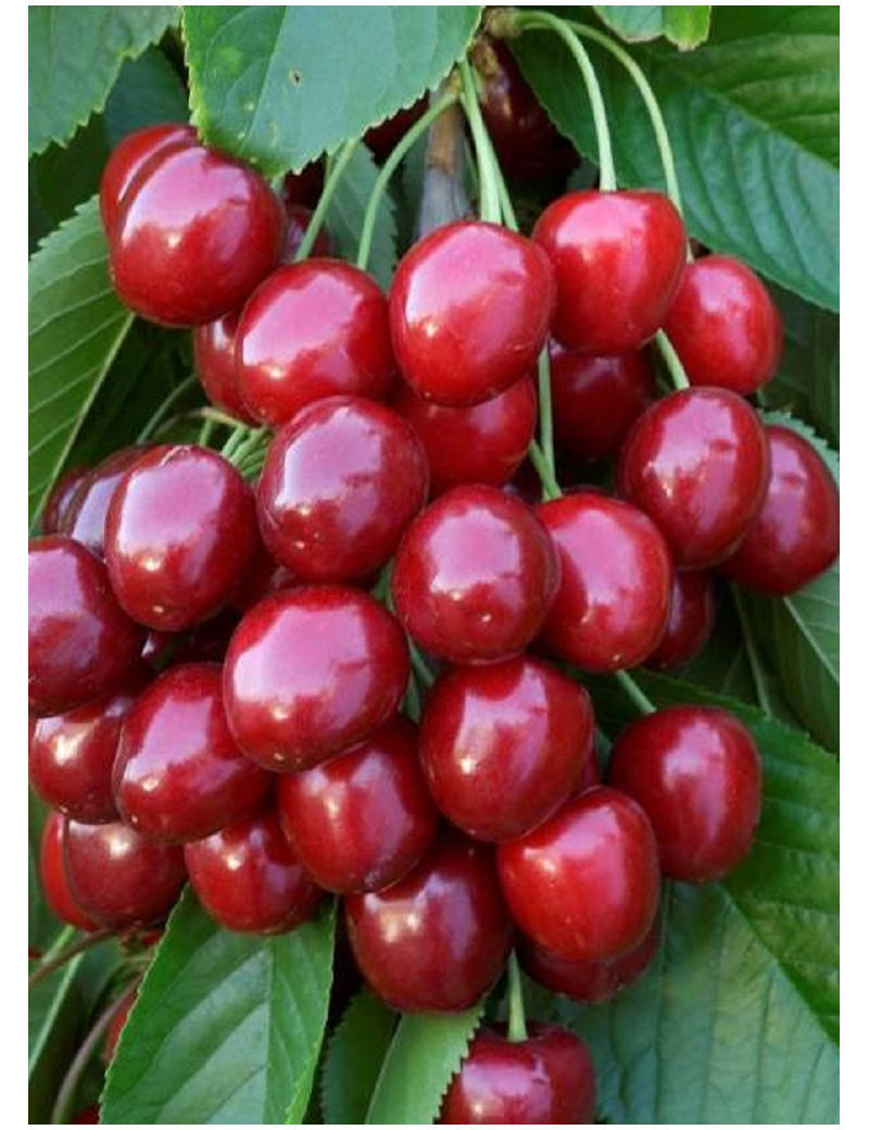 CERISIER bigarreau GÉANT HEDELFINGEN (Prunus avium)