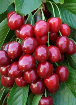 CERISIER bigarreau GÉANT HEDELFINGEN