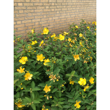 HYPERICUM moserianum (Millepertuis arbustif)