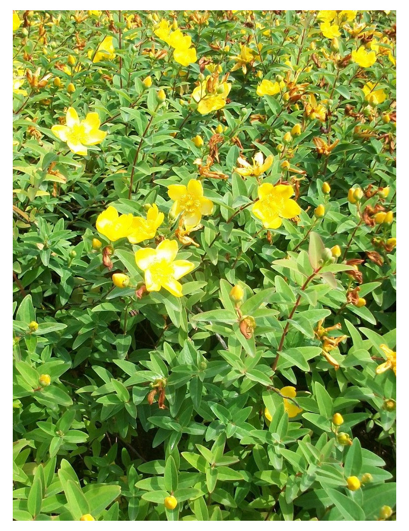 HYPERICUM moserianum (Millepertuis arbustif)