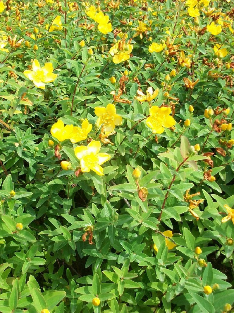 HYPERICUM moserianum