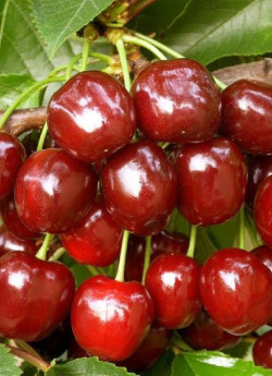 CERISIER bigarreau HÂTIF DE BURLAT