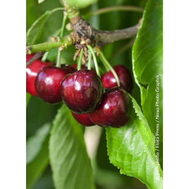 CERISIER bigarreau MOREAU (Prunus avium)